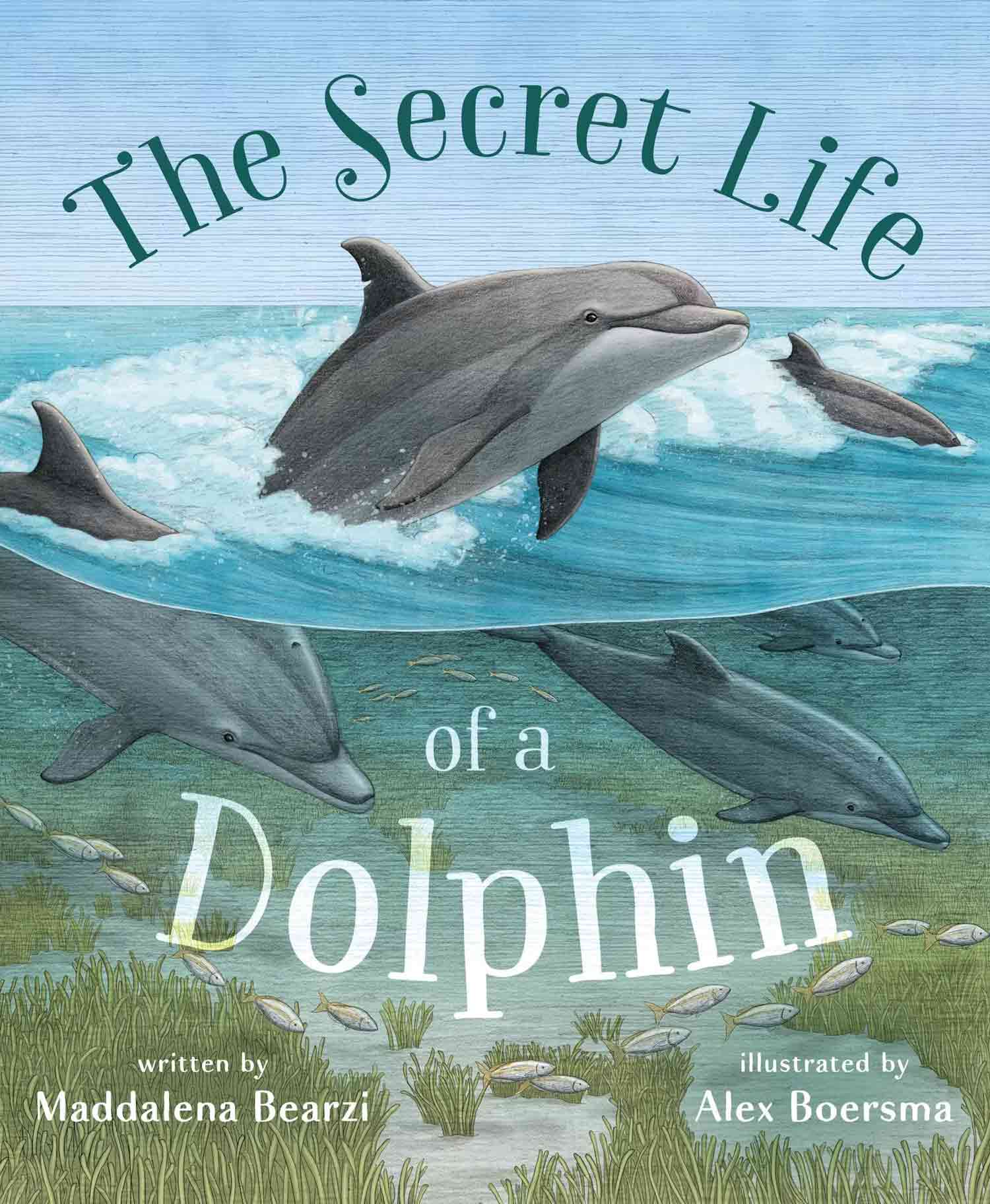 The secret Life of a Dolphin Children's dolphin book by Maddalena Bearzi